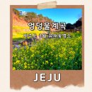 색달동-21 | 제주 유채꽃명소 중문 엉덩물계곡 - 2월 21일 개화상황 제주도 3월 여행코스 추천