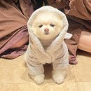 VIP 애견 | [서울] 콘래드서울, 강아지도 VIP? 애견동반 5성급 호텔 후기