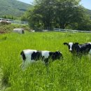 고향목장 이미지