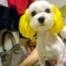 아지