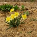 민들래농원 이미지