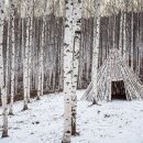 자작나무 숲 이미지