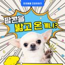 꼬순내 이미지