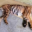 호랑이네 이미지