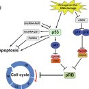 chapter 12. 미토콘드리아 기능장애와 연관된 성장조절, 텔로미어 활성, apoptosis, 신생혈관 이미지