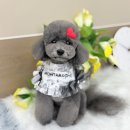 몽트라슈 이미지