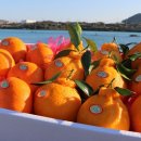 영어조합법인 청정제주 이미지