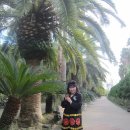 제주 아리랑 이미지