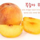 풍원농원