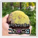 세계로약국 | 평택 고덕 두바이 쿠키 카페 그라운드업 수제 애플시나몬티 추천