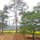 보림조경 - 제주시 구산동길 7 | 보림조경