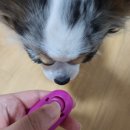 똑똑하개 이미지