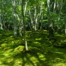 고요정원 이미지