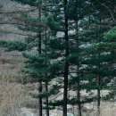 점순이 경향신문