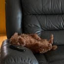 미용집사 이미지