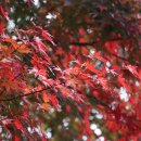 축령산아침 이미지