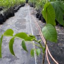 연정농장 이미지