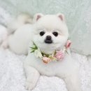 블루맘펫살롱 이미지