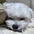 실버닷컴 | 삼성닷컴 패밀리몰 갤럭시 S25 실버쉐도우 후기