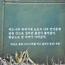 박성호「버드나무를 이미지