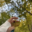 메이저독 | 11회 아산 은행나무길 전국 마라톤 대회 참가 후기