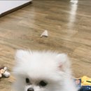 아껴줄개 이미지