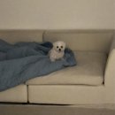굿닥터동물병원 | 11월 첫째-둘째주 마롱이 일상