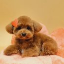 이쁘개왈왈 이미지