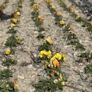 송가인공원 이미지