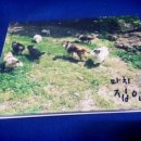 마치집인냥 이미지