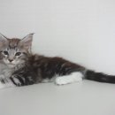 마마캐터리 이미지