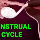 Menstrual Cycle - 3D Animation 이미지