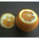 늘푸른청과 이미지