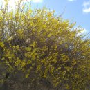 개나리농장 이미지