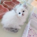 레가퍼 하우스 | 금천구고양이분양 호수같은 푸른눈 레가퍼고양이분양ฅ(´-ω-`)ฅ