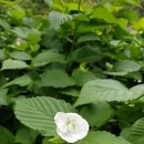 솔향기공원 이미지