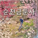 ****새봄산행/벌교 금전산(668m)암릉+금둔사 납월홍매화****26년 3월4일(수)07시20분(시청)-07시30분(운동장1문 이미지