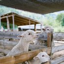 위태목장 이미지