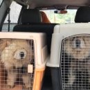 더힐동물의료센터 이미지