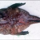 용현동물텀벙이거리 이미지