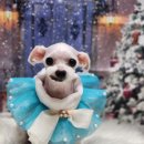 소망애견 이미지