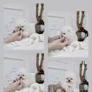 밀리언 로즈 가든 이미지