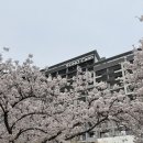 시즌 뷰 | 소노캄 경주 리뉴얼 객실 후기 디럭스 스위트B 뷰프리 벚꽃 시즌 방문