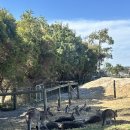 (주)야생 | 멜버른 필립아일랜드 마루동물원 야생펭귄 퍼레이드 명당 자리 꿀팁 (마이리얼트립 OK여행사)