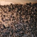 대장군농장 이미지