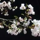 외동마님 이미지