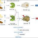 세포청소부 '자가포식' 촉진제 발견..당뇨병 치료 '청신호' 이미지