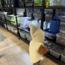 보스 | 원주 보스렙타일 1층 보스플레이스 후기, 아이와 함께 가기 좋은 파충류 체험공간