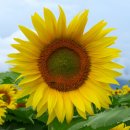 해바라기농장 이미지