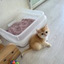 골든캣 골드브숏 골드먼치킨 평택전문점 이미지